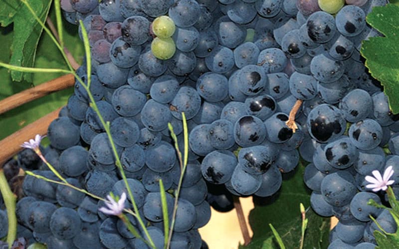 Catamount Vineyard