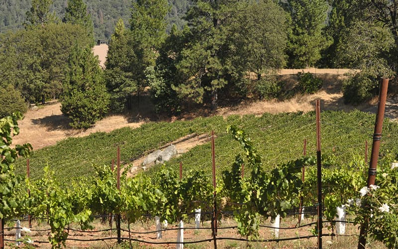 La Collina Vineyard