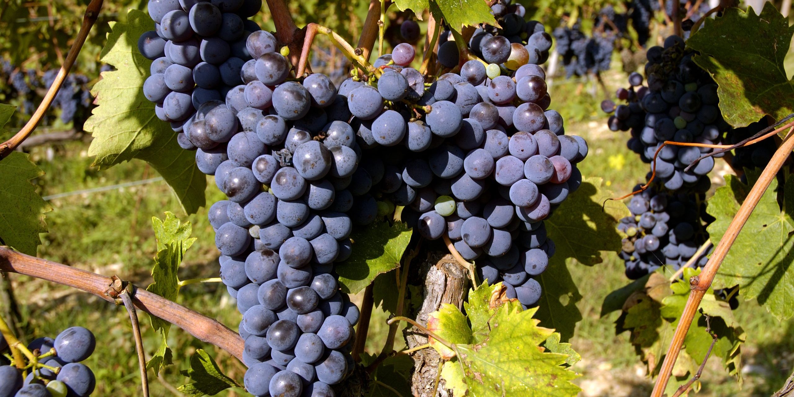 grapes on a vine